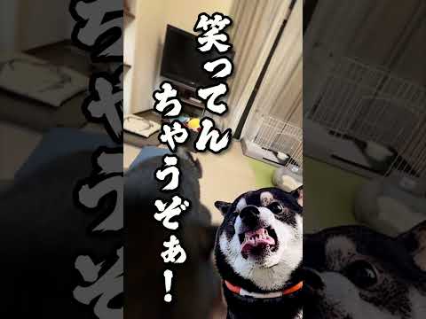 犬の動画サムネイル - 自分のオナラにビビる柴犬