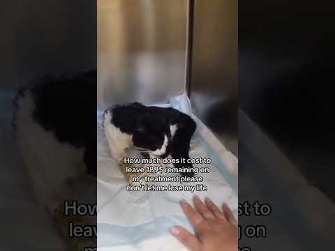 <strong>Donation</strong> link in bio please #cat #viralvideo #fy #viral #fypシ
