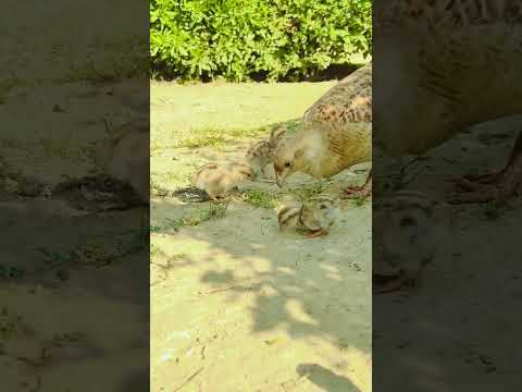 teetar baby 🥰#viral #foryou