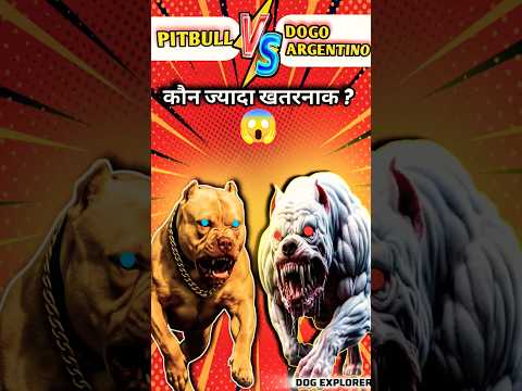 Pitbull vs Dogo Argentino 🔥💪Kaun hai Battle King ? 👑#shorts