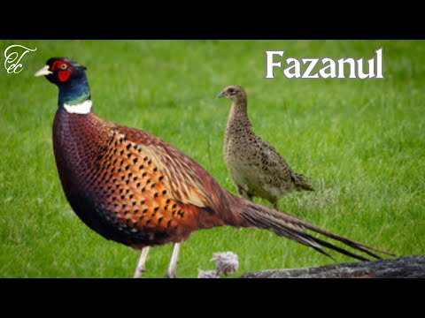 #Fazanul - #FAUNA ROMANIEI - Ep 69