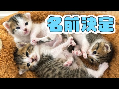 【ご報告】子猫3匹の名前が決まりました！