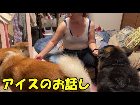 余りに暑いのでアイスキャンディー食べてます♪秋田犬そら・シェパード犬マック