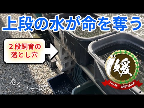 【知らないと危険】メダカ2段飼育の落とし穴！上段の水汚れ対策【媛めだか/プラジョイント応用篇】