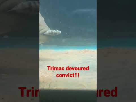 Trimac Cichlid Eats Convict 