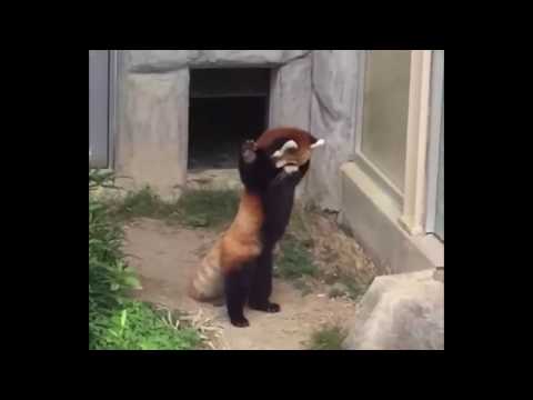 Red panda encounters stone