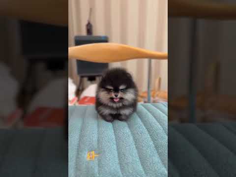 Cute Little Puppy 😍🥰 #viralvideo #cute #cuteanimal #puppy #pets #cutepet #shortvideo #trending #fypシ