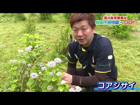 夏の自然観察は秋田市植物園へGO！！