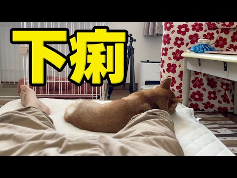 下痢でぐったり？夜中の散歩は大変　柴犬小夏