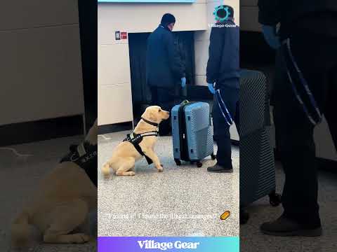 He's Just a Baby But He's Already the BESTEST Boy at His Job! 🥺 Look at This K-9 Trainee! #dog