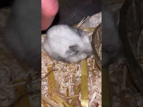 #hamster #hamsterbaby #pets #animalshorts #cuteshorts