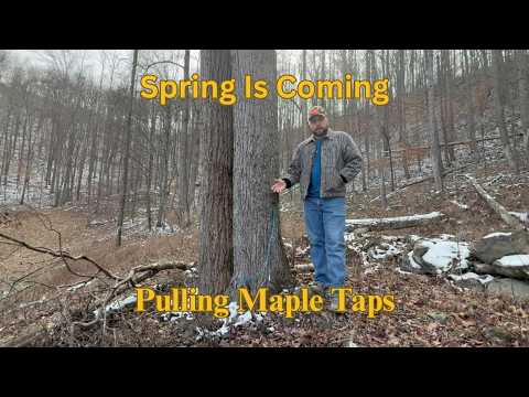 Pulling Maple Taps and Checking Trees
