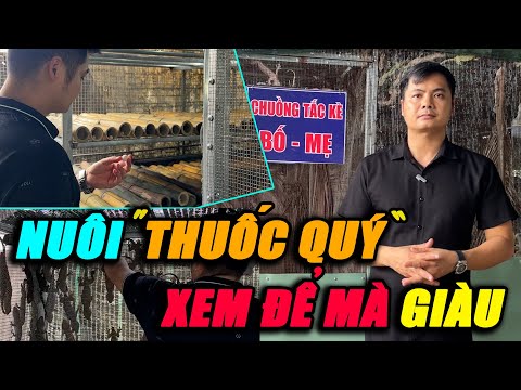 NUÔI THUỐC QUÝ - XEM ĐỂ MÀ GIÀU | CHANNUOI.NET