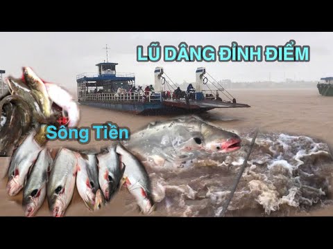 LŨ LÊN ĐỈNH ĐIỂM, SÔNG TIỀN DẬY SÓNG NƯỚC ĐẠP MẠNH CHƯA TỪNG THẤY CÁ NGẬP TRÀN CHỢ XỨ LỤA AN GIANG.