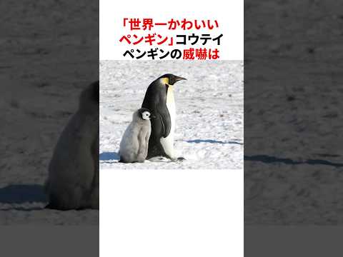 「世界一かわいいペンギン」コウテイペンギンの雑学part2 #shorts