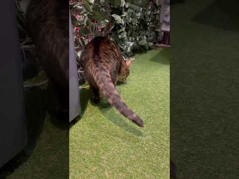 お気に入りの匂いがどこからかするので探してる猫【#京都ひょう猫の森 】