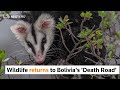 Bolivias Death Road sees return of wildlife