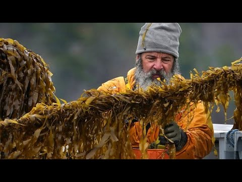 Projeto-piloto belga testa cultivo de algas no Mar do Norte