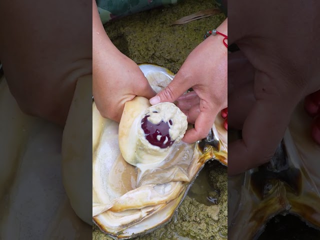😱Giant clams, enchanting purple pearls