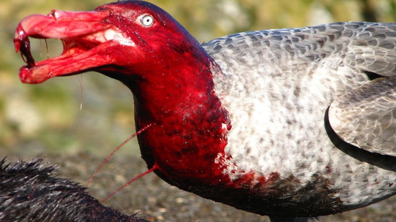 This Bird Makes Holes In Animals - Most Dangerous Birds On The Planet