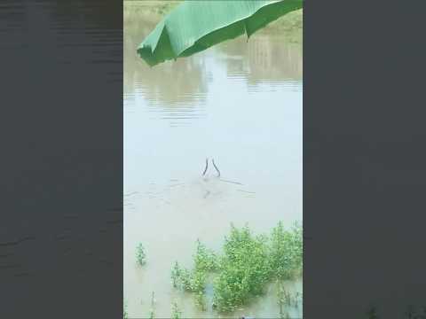 ব্যাঙ নিয়ে কারাকারি #foryou #snake