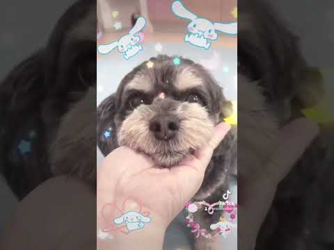 【Pretty Dog】自分はシナモロールより可愛いと思っている犬【フォトジェニックMG】#犬#カワイイ#かわいい