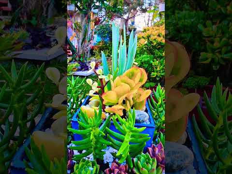 #succulentslover  #shortvideo