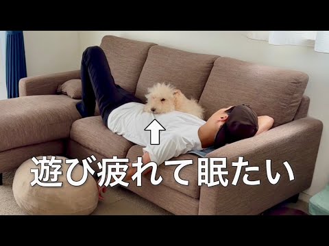 愛犬と思いっきり遊んだ後はお昼寝。テリア