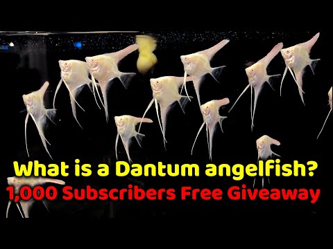 WHAT IS A DANTUM ANGELFISH + 1,000 SUBSCRIBERS FRE Join me as we unbox the albino Dantum angelfish and attempt to identify the identity of this fish. A
