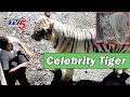 Tiger Vijay Popular after Killing Youth in Delhi Zoo