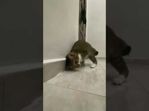 猫の動画サムネイル - Please fall in love with someone like me 🐾