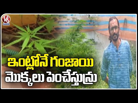 Man arrested for cultivating Ganja in Hyderabad