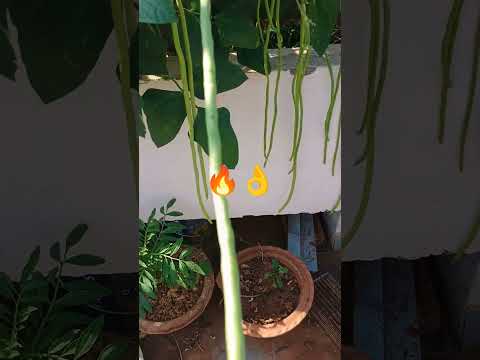 Organic snake beans💯📈