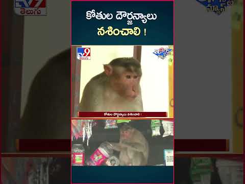 iSmart News : కోతుల దౌర్జన్యాలు నశించాలి ! | Monkeys - TV9