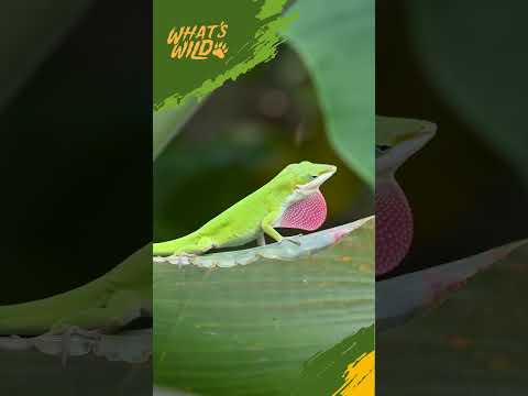 screenshot of youtube video titled Green Anole - This Lizard is Essential to SC's Ecosystem!