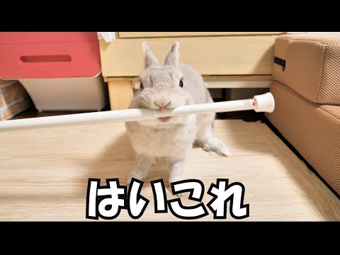 床のすき間に入り込んじゃった突っ張り棒がずっと取れなくて困ってたら、うさぎさんが解決してくれた