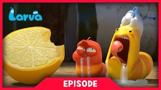 Larva - Citrón