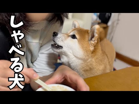 【しゃべる犬】人間のことばにお返事し会話する柴犬がすごすぎました！