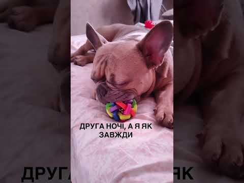 #bulldog #tandemmtb #bulldogfrances #frenchie #frenchbulldog #puppy #americanbully #pets