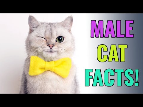 10 Surprising Facts About Male Cats (You Won’t Believe #9)