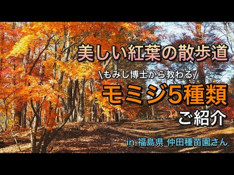美しい紅葉の散歩道を歩きながら、モミジ5種類ご紹介。もみじ博士の仲田種苗園さんに教わりました 庭木におすすめです in 福島県 momiji