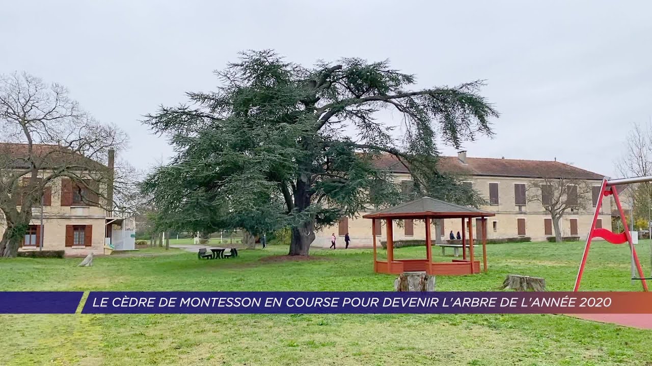 Yvelines | Le cèdre de Montesson en course pour devenir l’arbre de l’année 2020