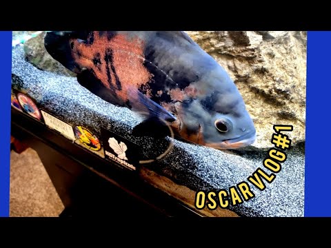 Oscar VLOG #1 (HOLE IN THE HEAD DISEASE) Follow th progress of Monster my Tiger Oscar and his possible Hole in the head disease.  I will walk