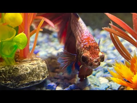 ベタのマスオさん安らかに