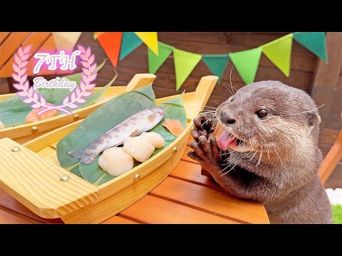 カワウソたちの食い倒れお誕生パーティーの様子を雑談しながらたっぷりご覧ください [Otter Life]