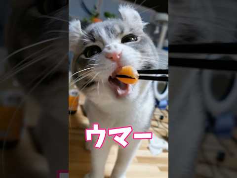 初めての○○で猫がとんでもない有様にw