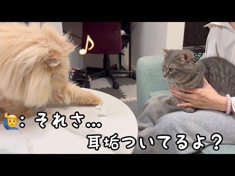 猫のいたずらに優しく解説してみた結果 サムネイル