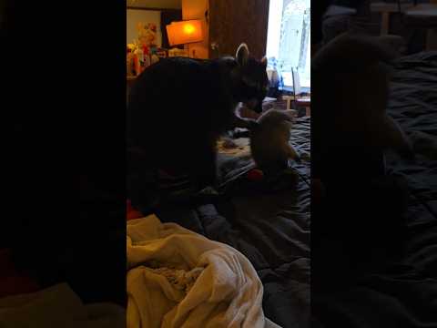 Raccoon Attacks When He Sees The Camera ♥️🦝Tigger The Raccoon #raccoon #furbaby #RACCOONLIVESMATTER
