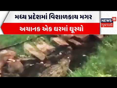 Madhya Pradesh crocodile News | મધ્ય પ્રદેશમાં વિશાળકાય મગર અચાનક એક ઘરમાં ઘૂસ્યો | Gujarati News