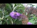 Papillons et insectes